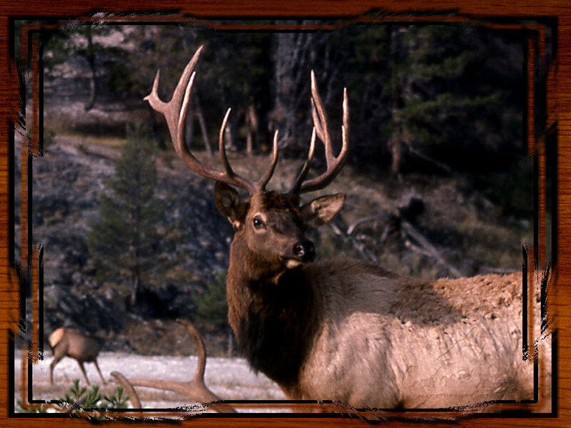Elk with Large Antlers — Brown