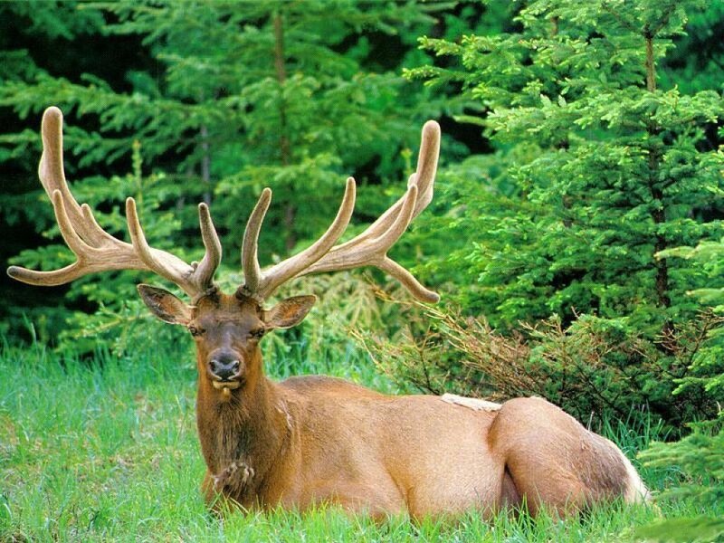 Elk with Large Antlers — Green, Calm, Afternoon