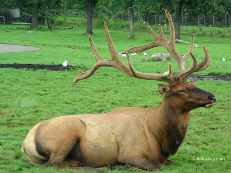 Elk with Large Antlers — Green, Calm
