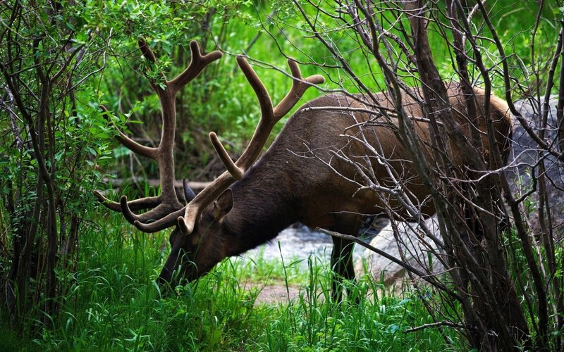Elk with Large Antlers — Green, Natural, Afternoon, Photograph, Trees, Grass