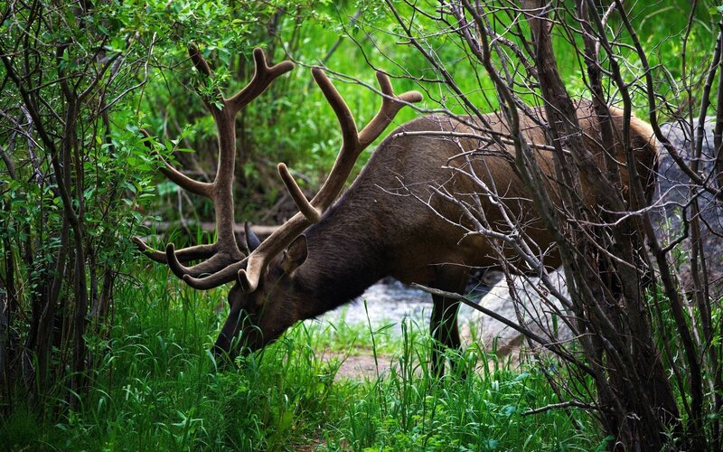 Elk with Large Antlers — Green, Natural