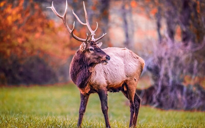 Elk with Large Antlers — Green, Serene