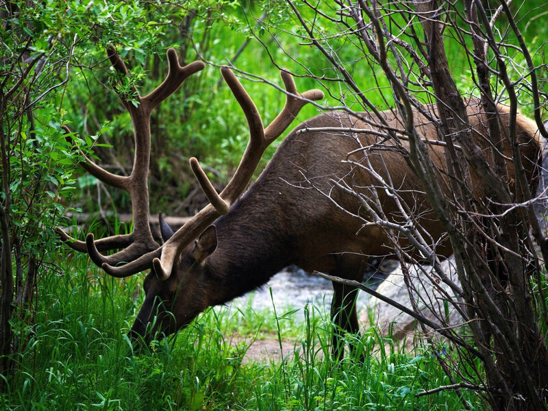 Elk with Large Antlers — Green