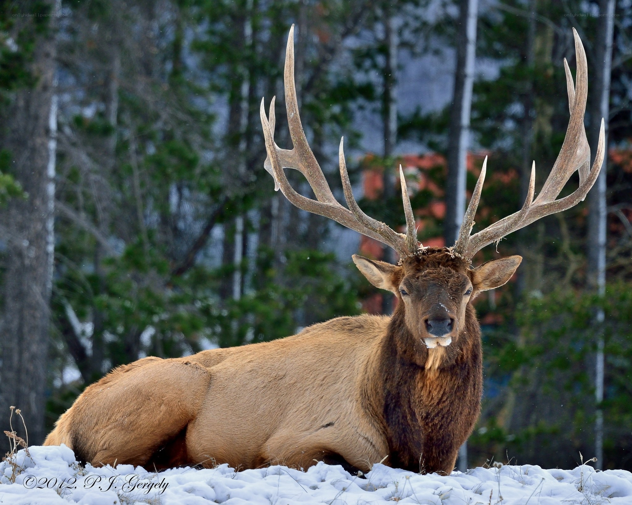 Elk with large antlers in snow