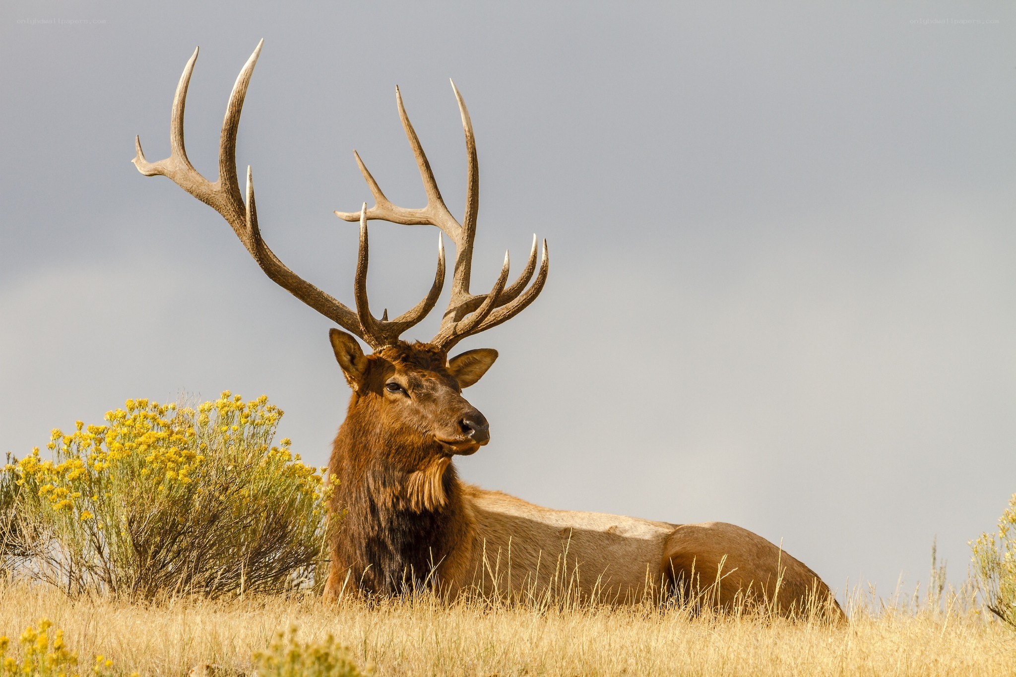 Elk with large antlers resting
