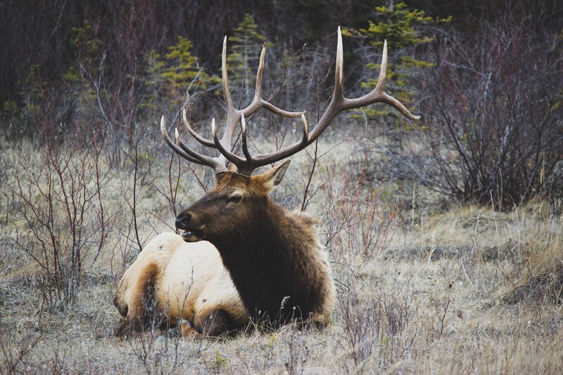 elk with large antlers resting