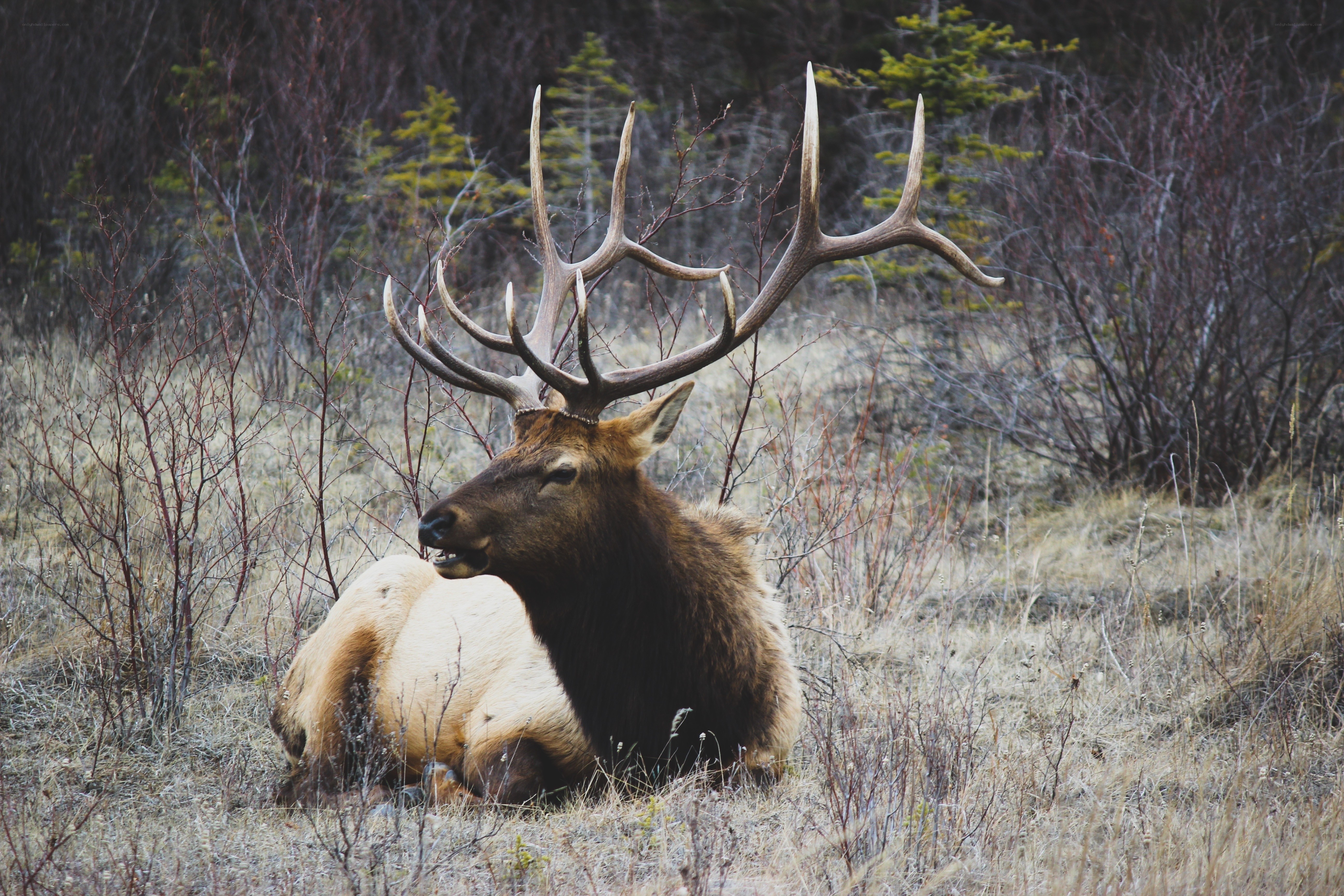 elk with large antlers resting