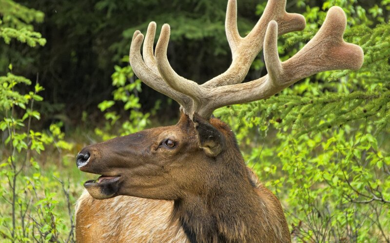 elk with large antlers