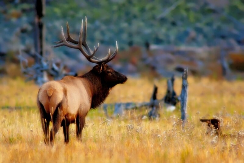 Elk with Large Antlers — Yellow