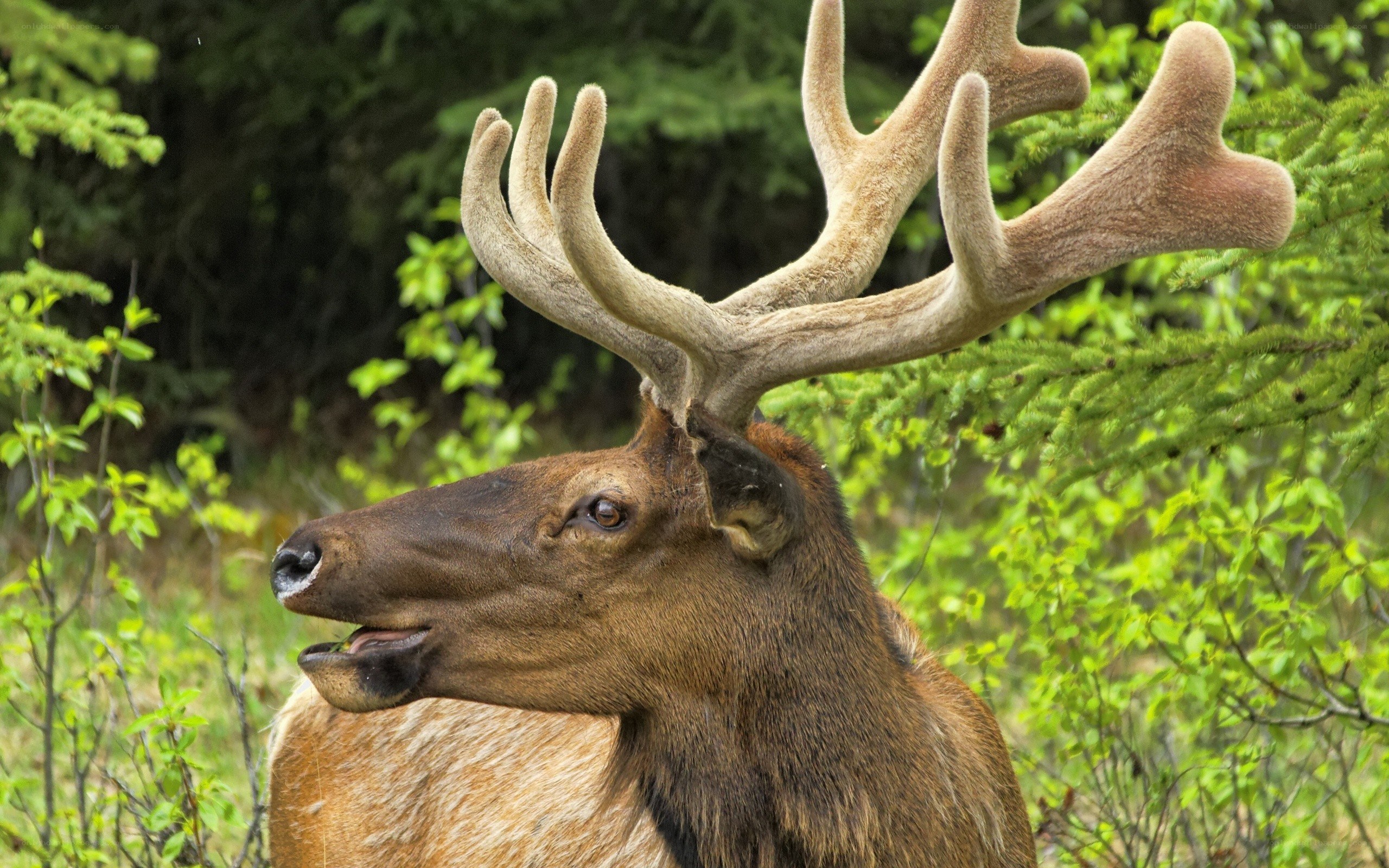 elk with large antlers