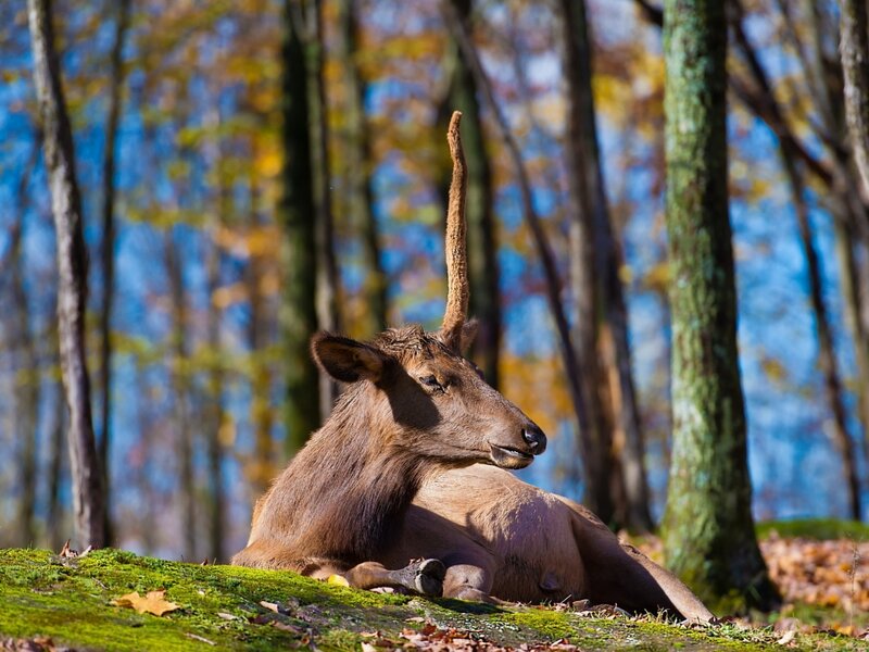 Elk with Single Antler