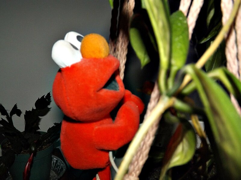 Elmo Plush Toy