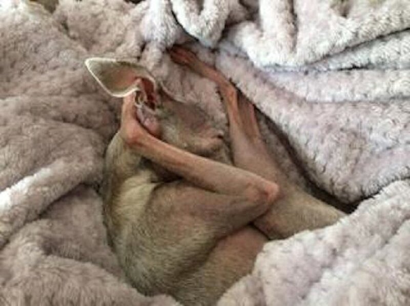 Emaciated Kangaroo