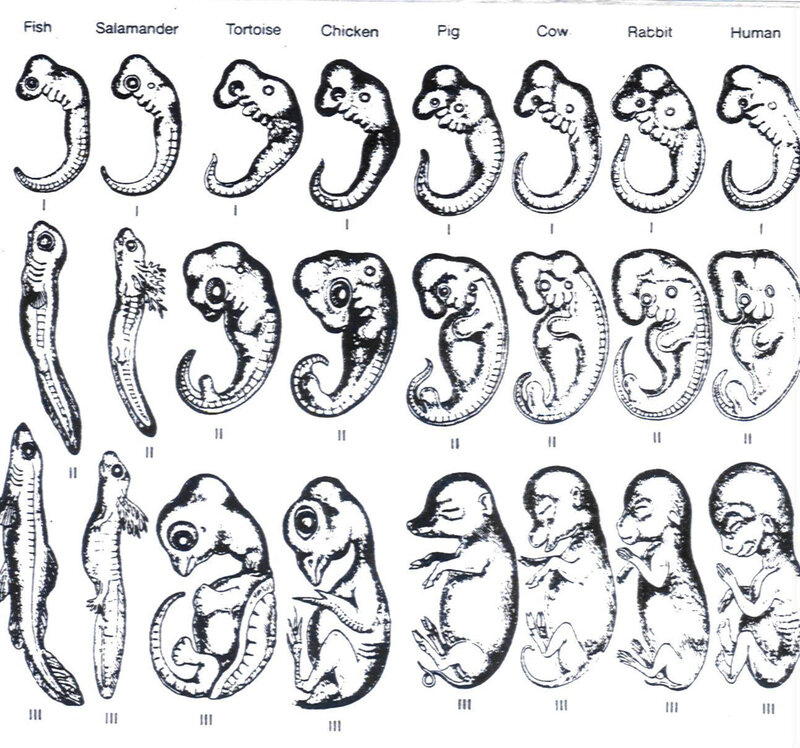 Embryonic development comparison
