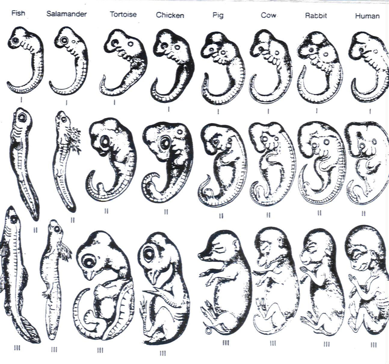 Embryonic development comparison