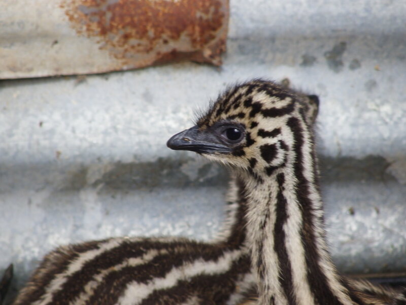 emerald chick in enclosure