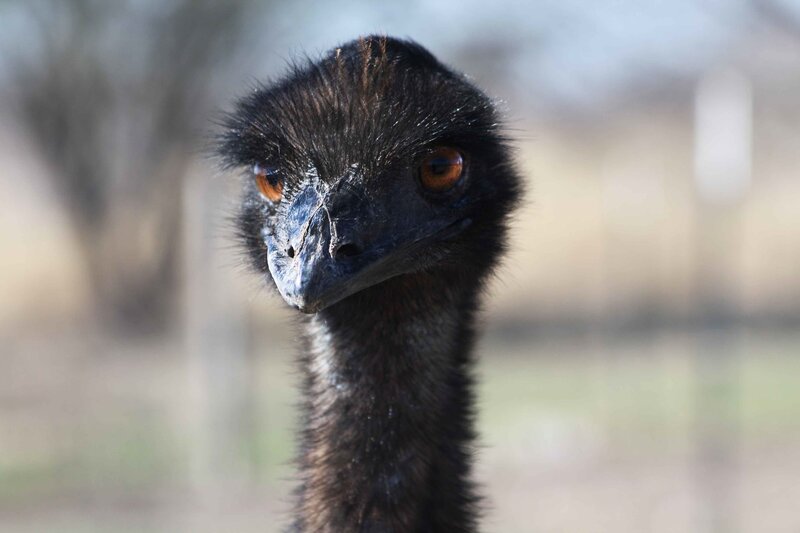 Emerald Emu Head — Black