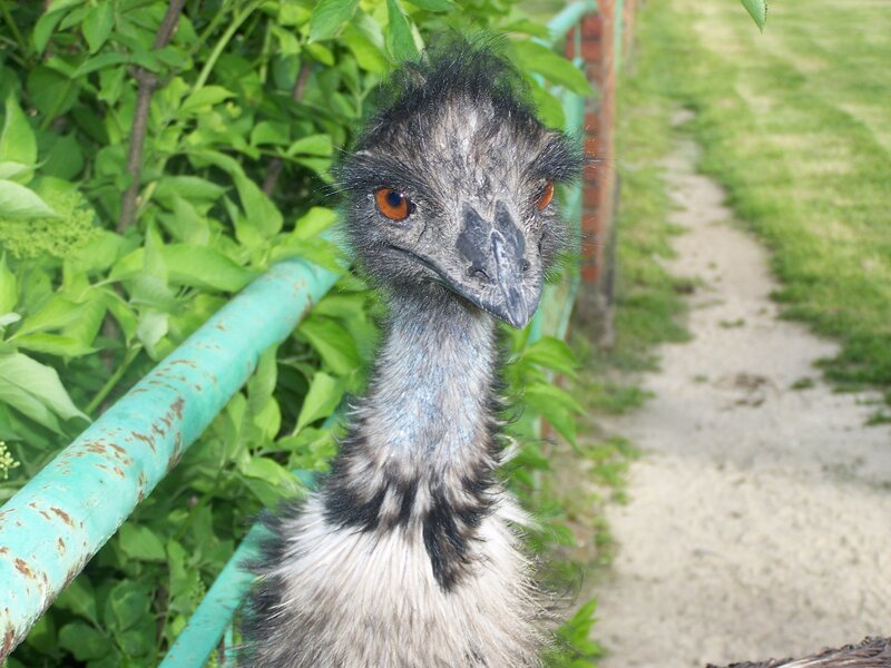 Emerald Emu Head — Green
