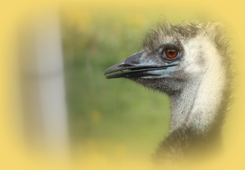 Emerald Emu Head