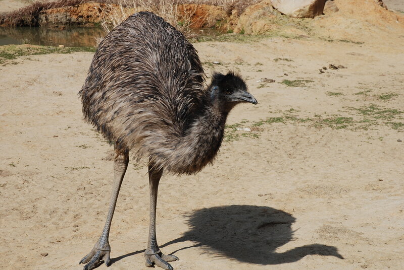 emerald emu standing on sand