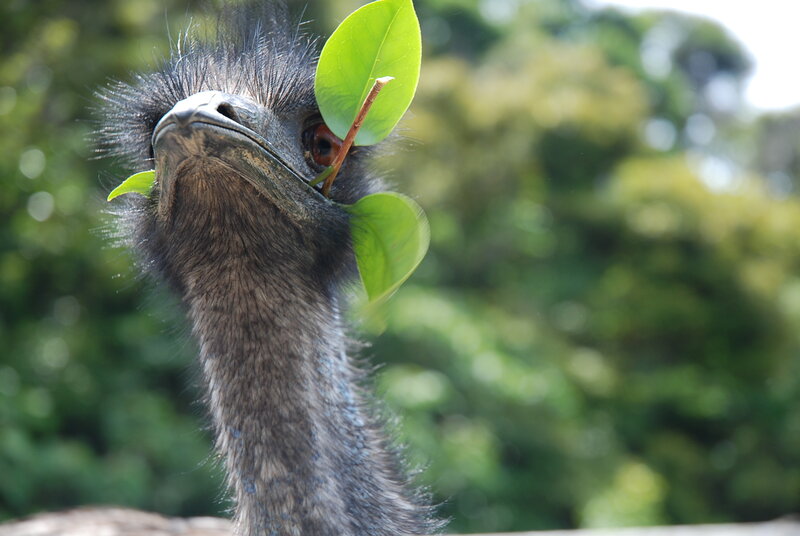 emerald emu with leaf