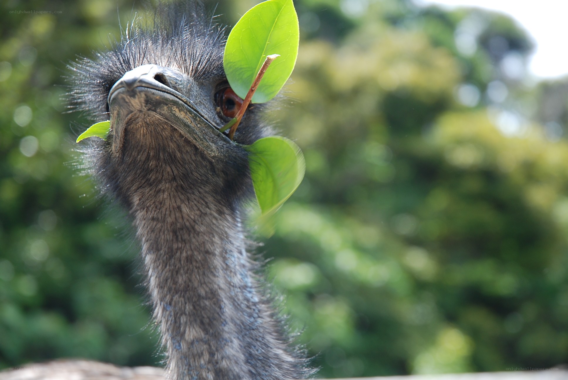 emerald emu with leaf