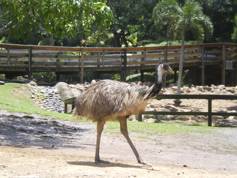 Emerald in a Zoo Enclosure