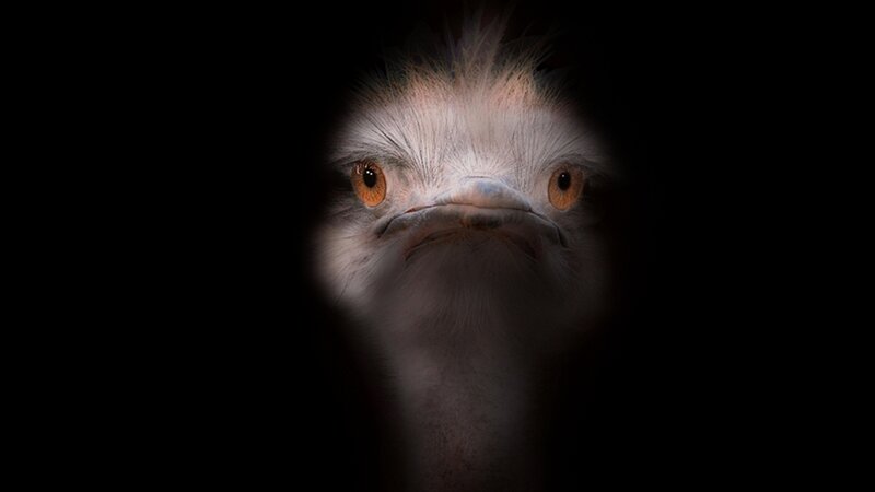 Emerald Ostrich Head — Black