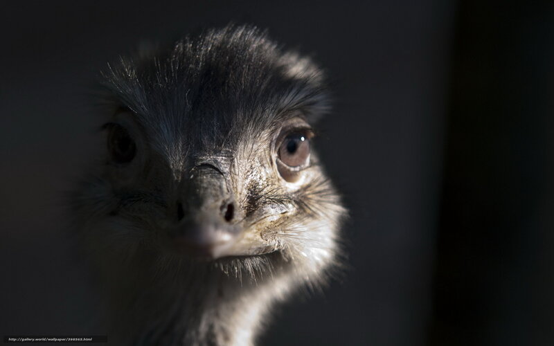 Emerald Ostrich Head — Gray, Dramatic