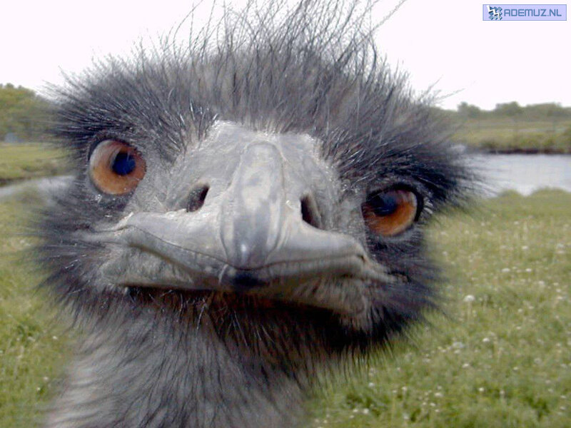 Emerald Ostrich Head — Green, Natural