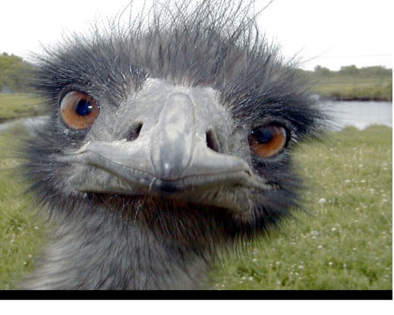 Emerald Ostrich Head