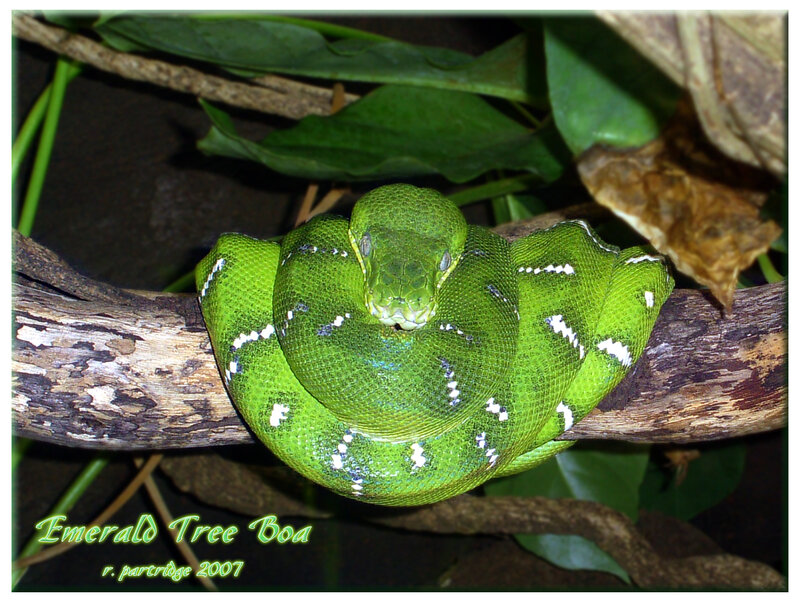 Emerald Tree Boa on branch