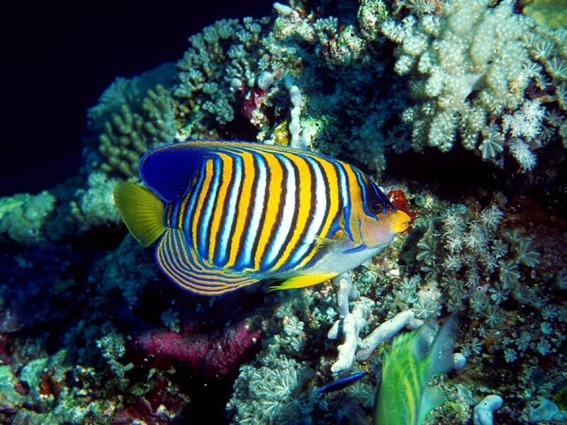 Emperor Angelfish — Blue, Serene