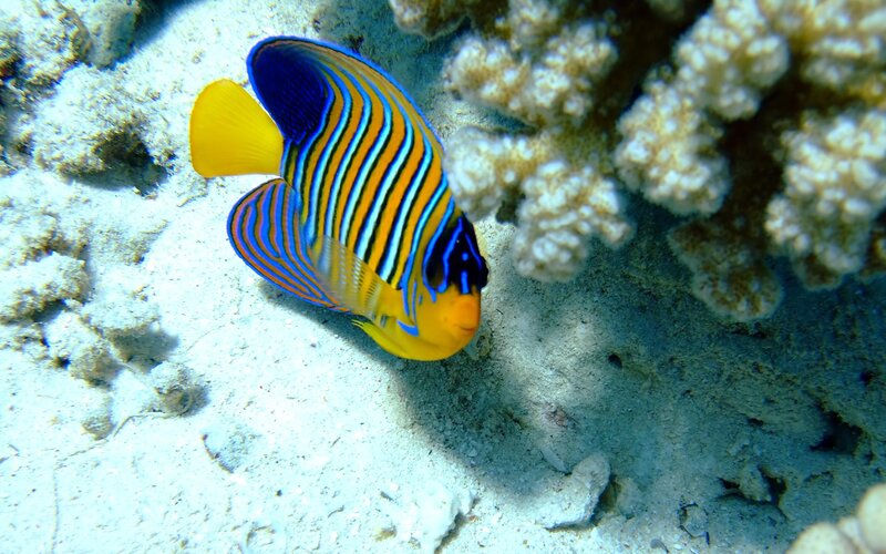 Emperor Angelfish — Blue