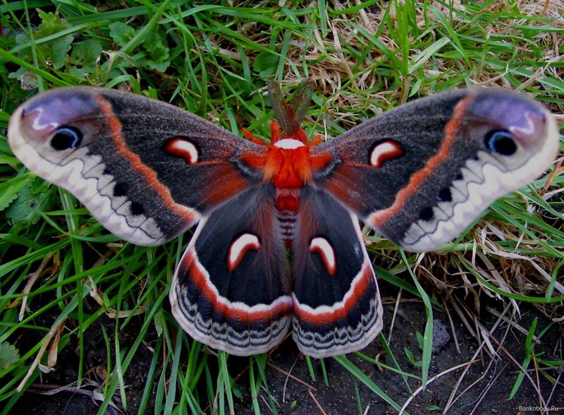 Emperor Moth on Grass