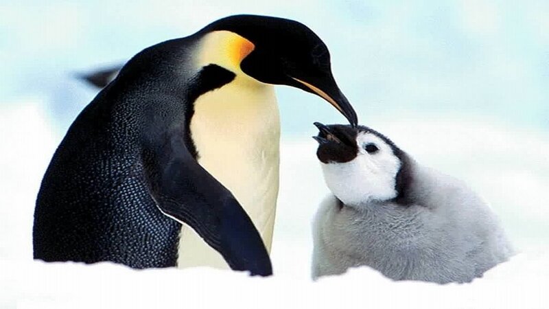 Emperor Penguin and Chick — White, Calm