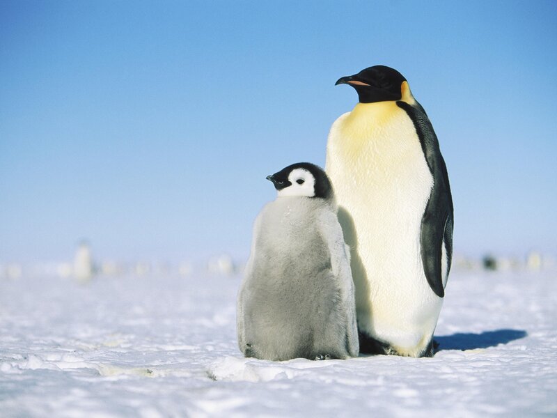 Emperor Penguin and Chick — White, Serene