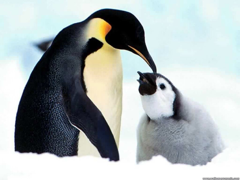 Emperor Penguin and Chick — White