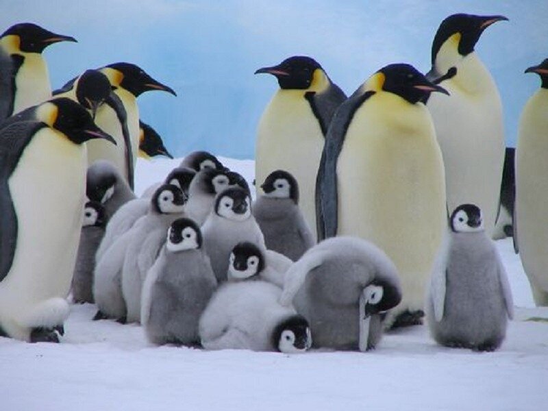 Emperor Penguin Chicks