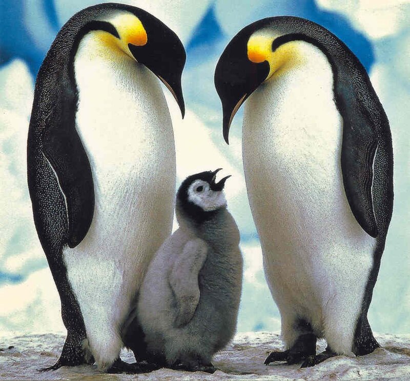 Emperor Penguin Family — Black, Calm
