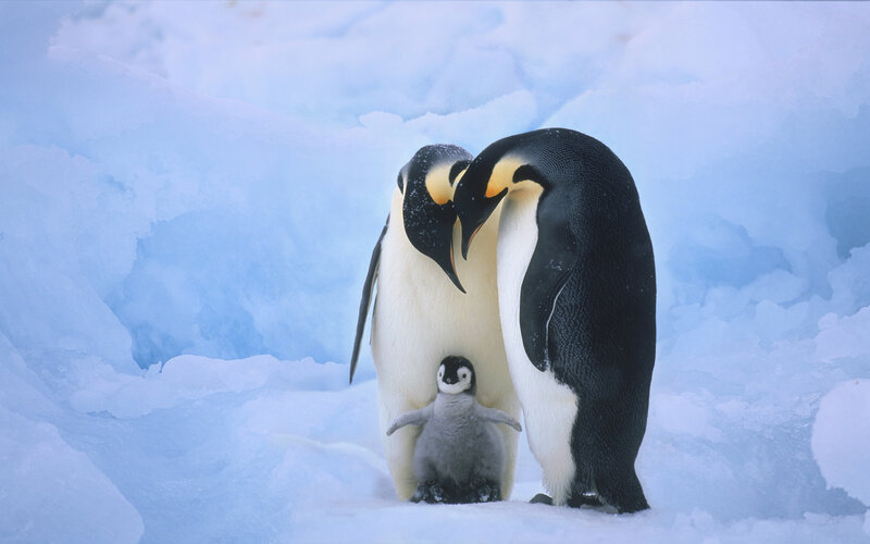 Emperor Penguin Family — Blue