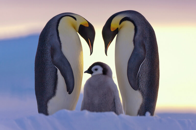 Emperor Penguin Family