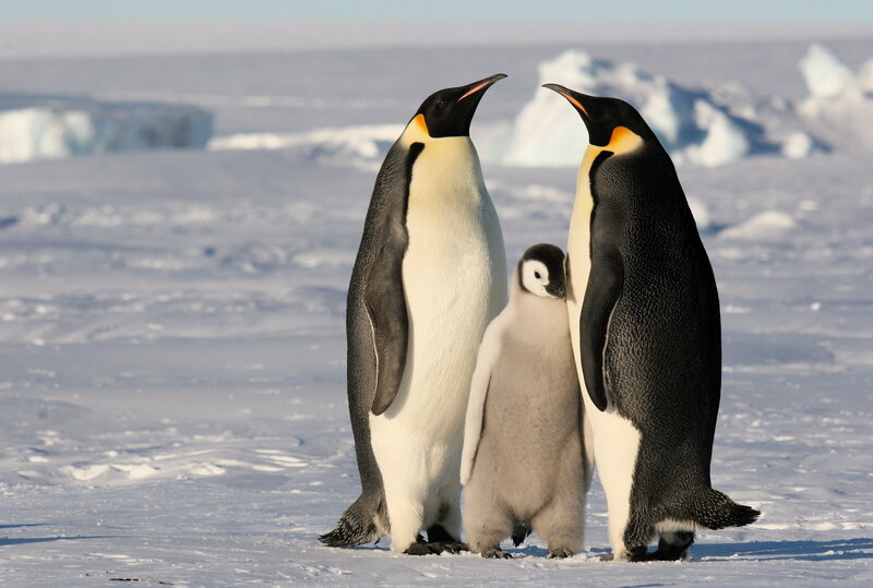 Emperor Penguin Family — White, Serene