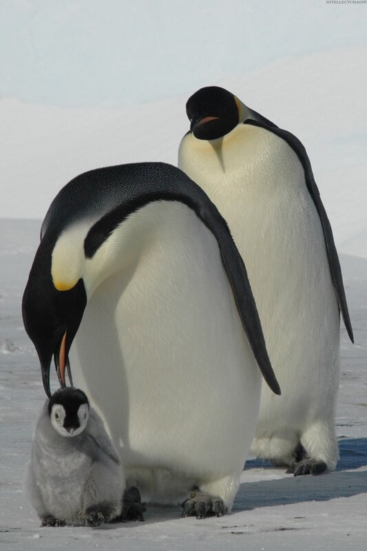 Emperor Penguin Family — White, Serene, Winter
