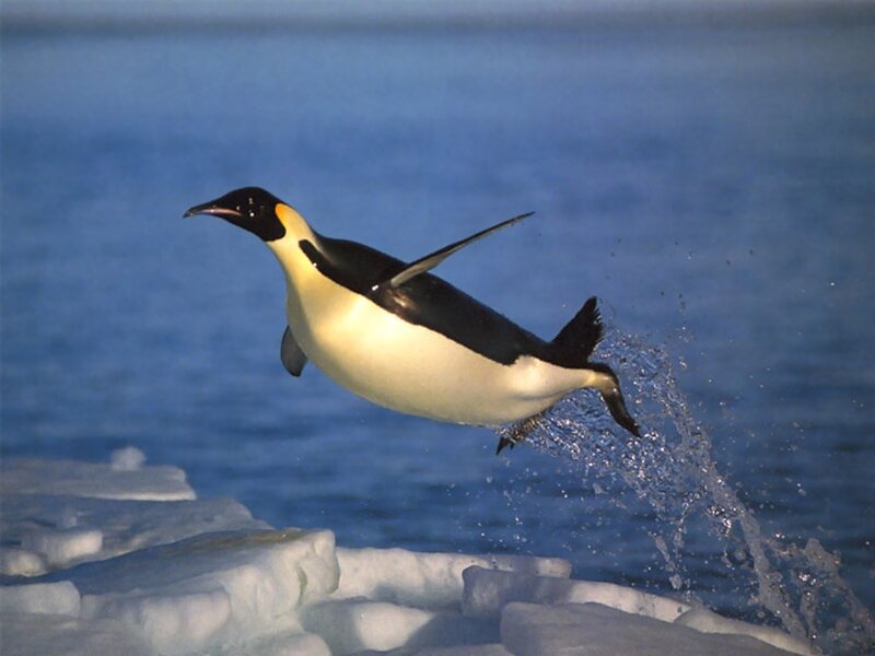 Emperor Penguin Jumping