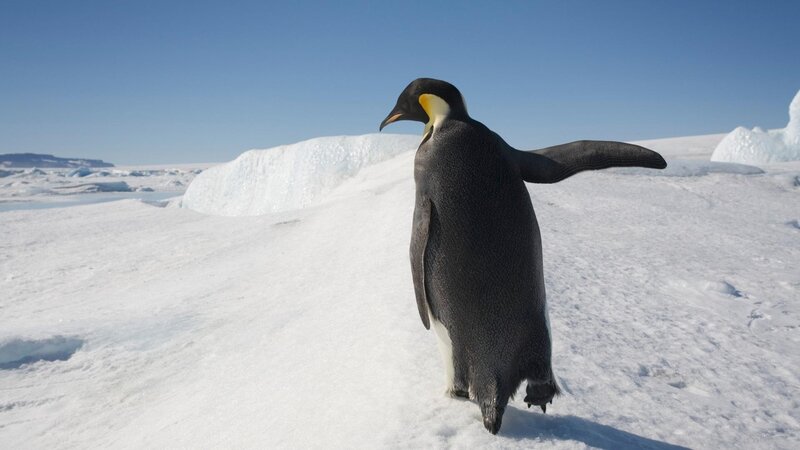 Emperor Penguin on Ice