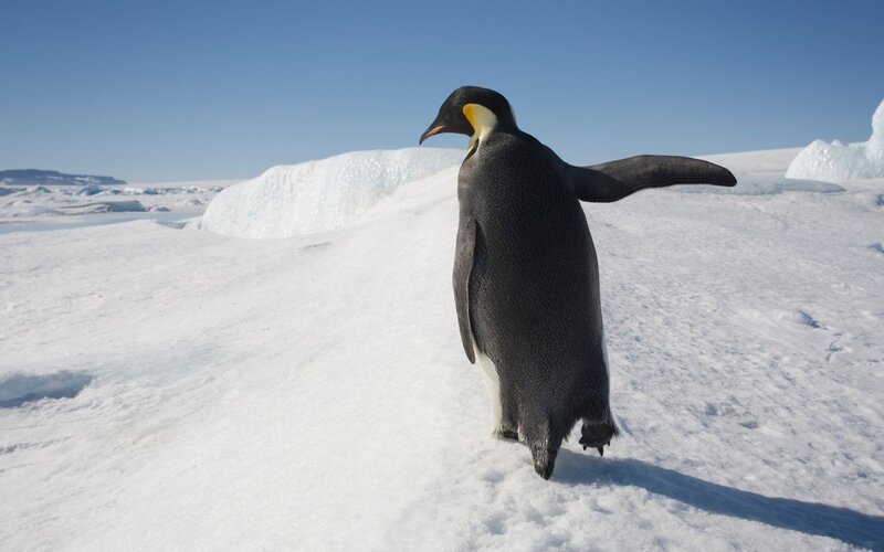 Emperor Penguin Walking
