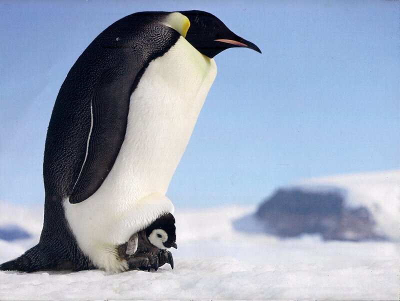 Emperor Penguin with Chick