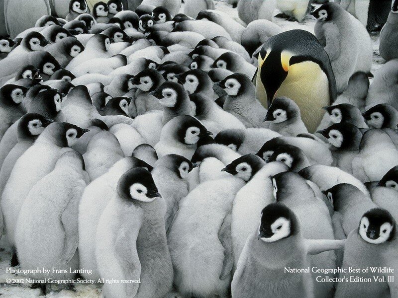 Emperor Penguin with Chicks — Black, Calm