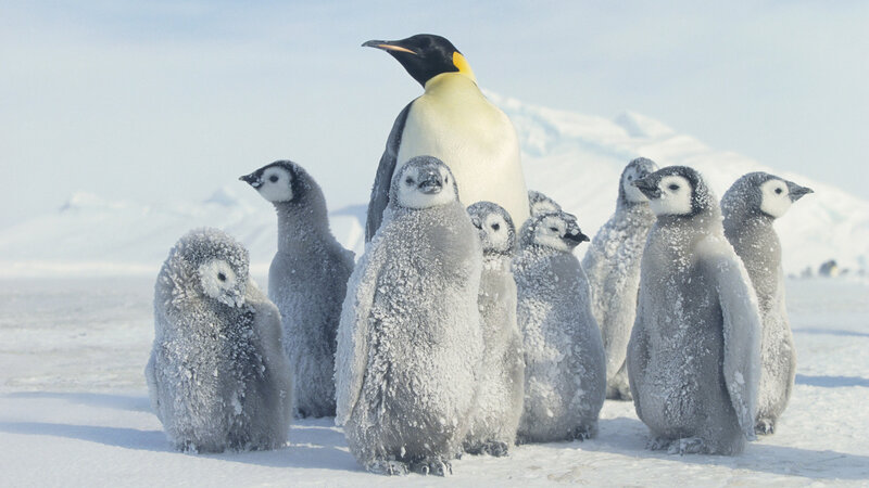 Emperor Penguin with Chicks